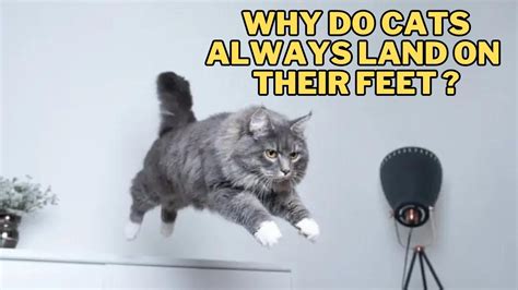 Why Does Music Sound Good? And Why Do Cats Always Land on Their Feet?